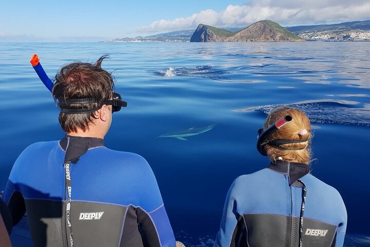 Terceira Island: Swimming with Wild Dolphins | Natural Habitat