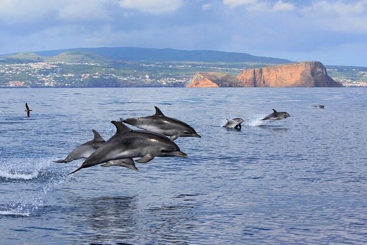 Terceira Island: Swimming with Wild Dolphins | Natural Habitat