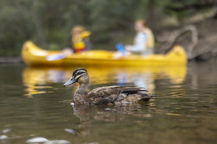 Dwellingup: Paddle and Picnic self-guided tour