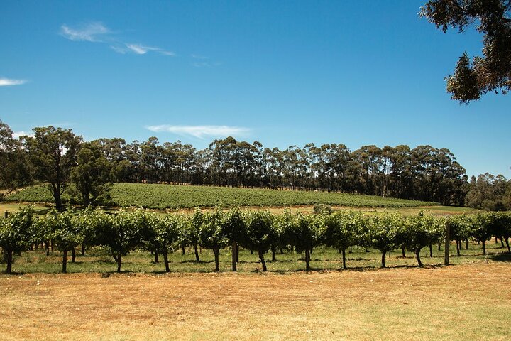 Premium Wine Tour with Tannin Road (Departs Margaret River)