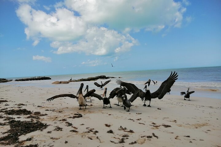 Full Day Tour with Fishing and Snorkeling from Holbox