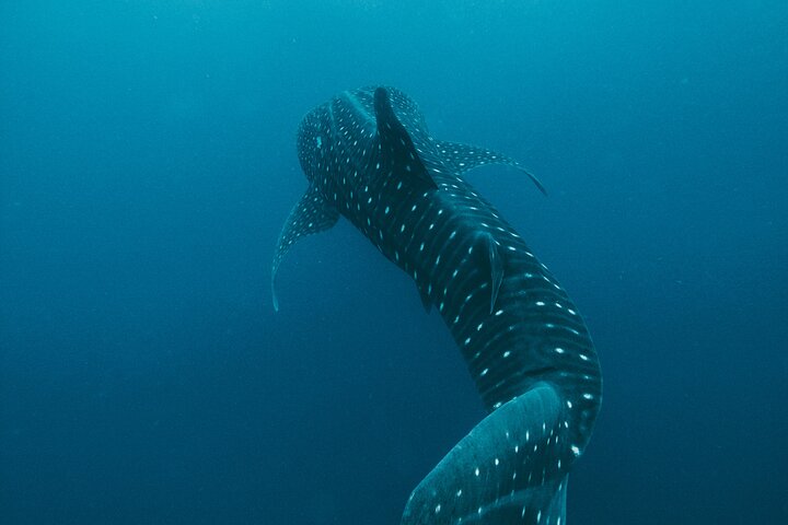 Cancun, Isla Mujeres and Riviera Maya: Swim with whale sharks!