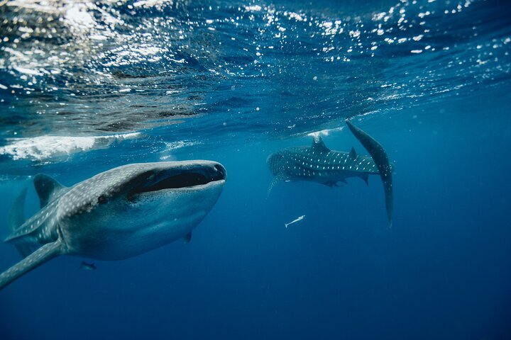 Cancun, Isla Mujeres and Riviera Maya: Swim with whale sharks!