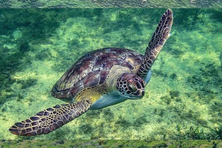 Full Day Tour with Fishing and Snorkeling from Holbox