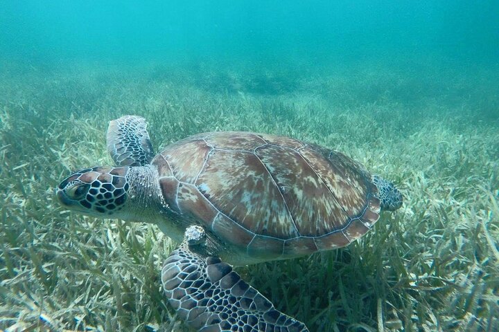 Full Day Tour with Fishing and Snorkeling from Holbox