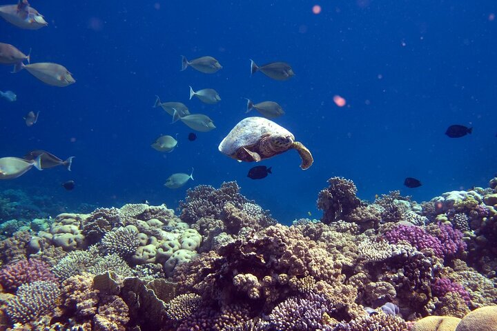 Daymaniyat Island Snorkeling with picnic lunch
