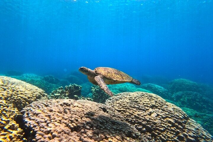 Daymaniyat Island Snorkeling with picnic lunch