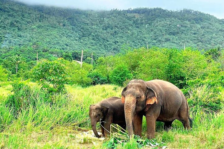 Koh Samui: Elephant Nature Care, the largest elephant sanctuary