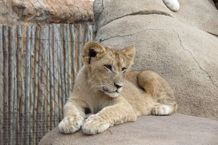 Half Day Lion and Safari Park Tour