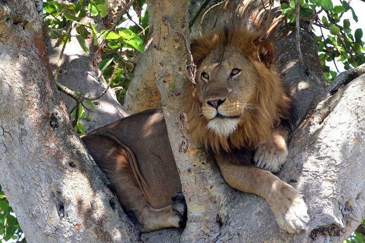 Half Day Lion and Safari Park Tour
