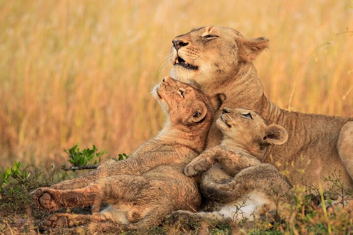Half Day Lion and Safari Park Tour