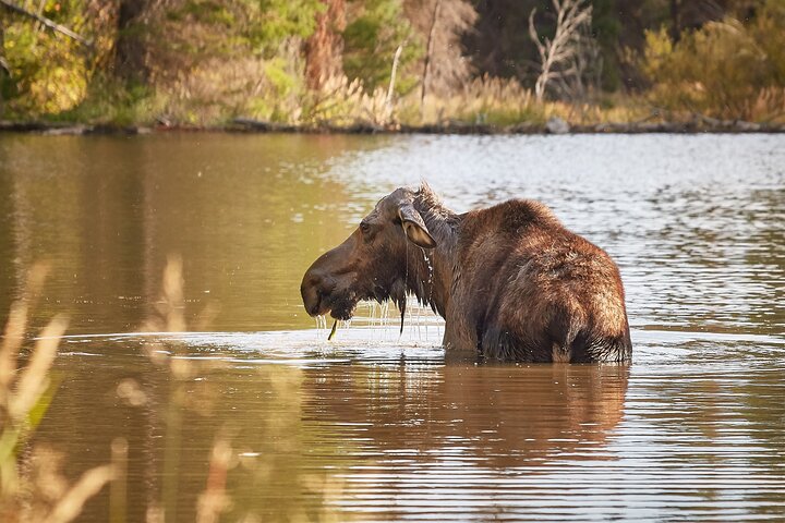 Grand Teton Half Day Tour