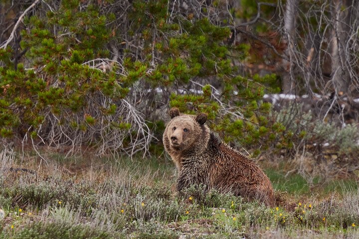 Grand Teton Half Day Tour