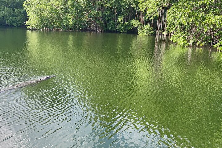 YS Falls and Black River Safari Including Pelican Bar Tour