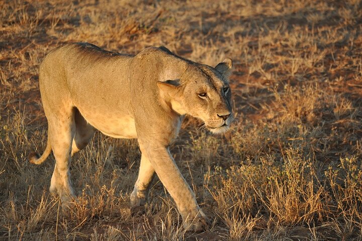OVERNIGHT SAFARI TO TSAVO EAST NATIONAL PARK FROM MOMBASA orDIANI