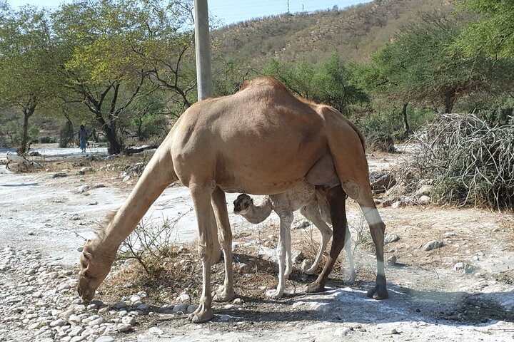 East and West Salalah – Full-Day Guided Combination Tour