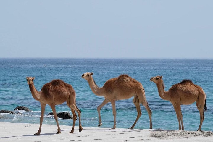 East and West Salalah – Full-Day Guided Combination Tour