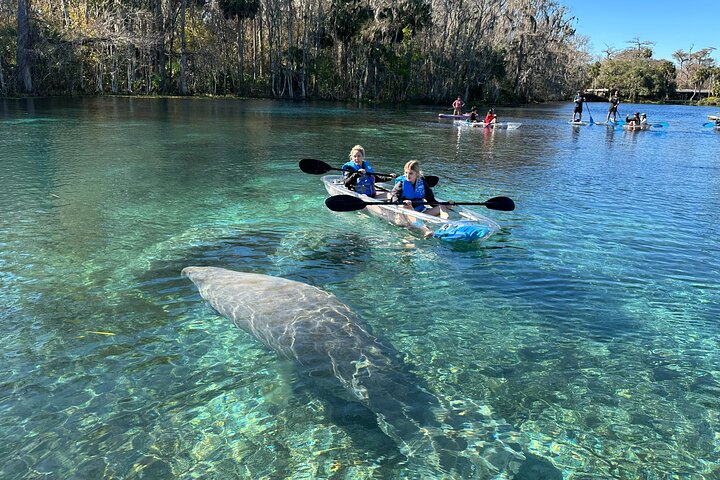Silver Springs Clear Kayak Manatee, Monkey & Wildlife Adventures