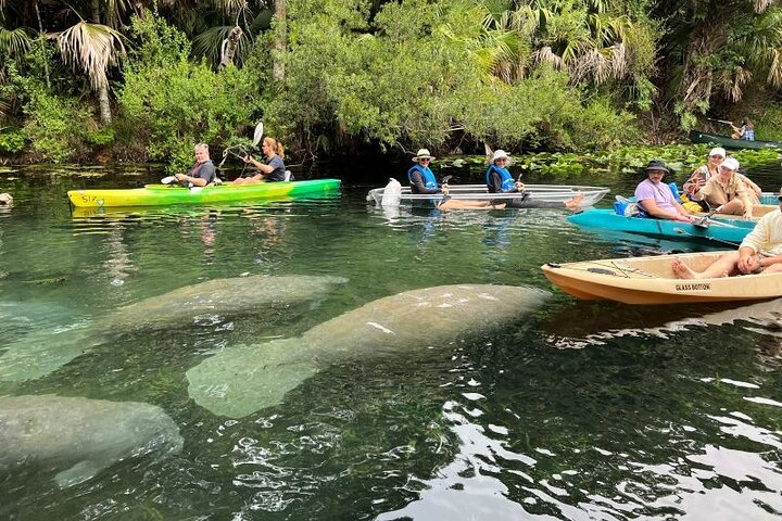 Silver Springs Clear Kayak Manatee, Monkey & Wildlife Adventures