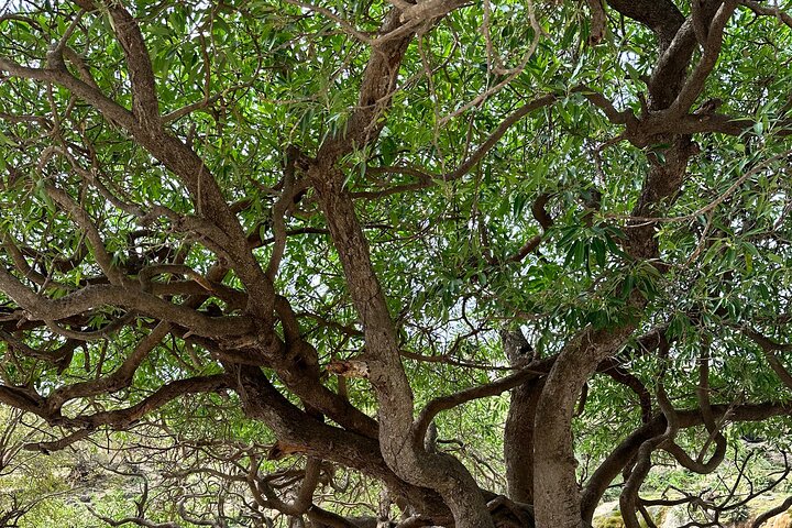 East Salalah mountain Safari - Full day tour