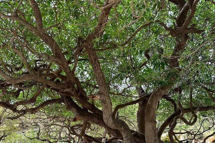 East Salalah mountain Safari - Full day tour