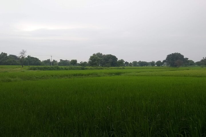 Private Day Tour from Trichy to Tanjore and Kumbakonam