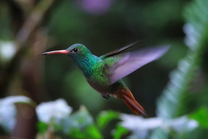 Mindo Cloud Forest Private Tour: Chocolate, Coffee, Birds, Nature