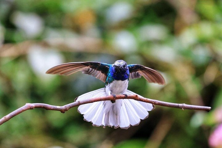 Mindo Cloud Forest Private Tour: Chocolate, Coffee, Birds, Nature