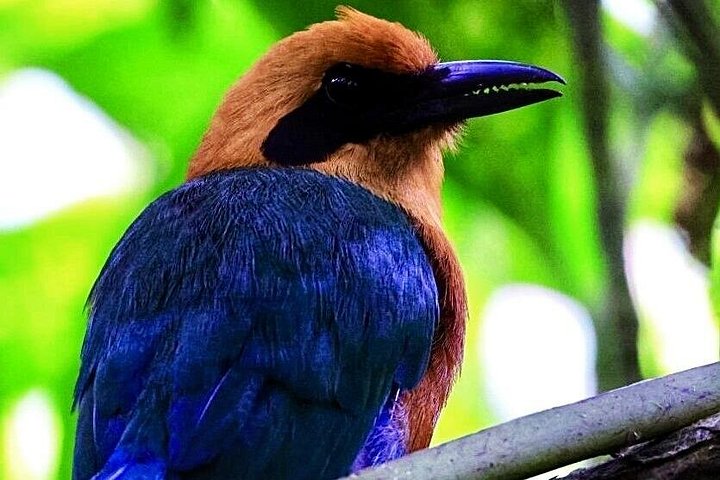 Mindo Cloud Forest Private Tour: Chocolate, Coffee, Birds, Nature
