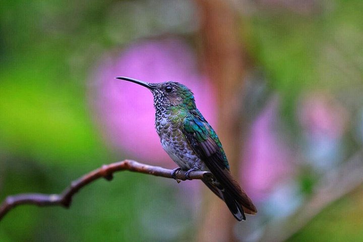 Mindo Cloud Forest Private Tour: Chocolate, Coffee, Birds, Nature