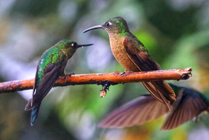 Mindo Cloud Forest Private Tour: Chocolate, Coffee, Birds, Nature