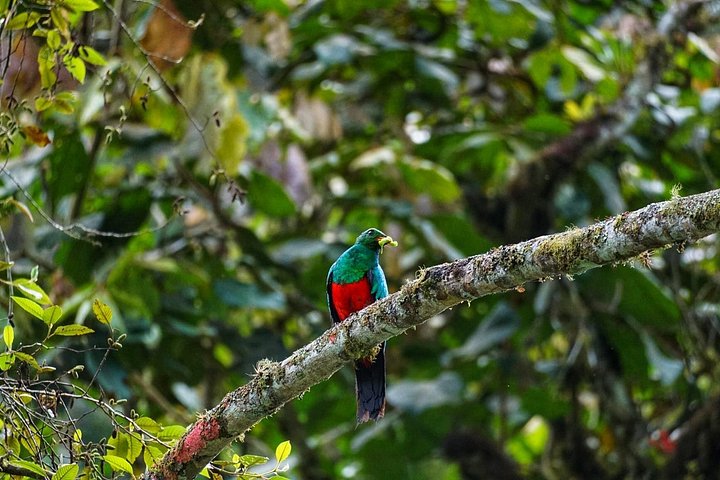 Mindo Cloud Forest Private Tour: Chocolate, Coffee, Birds, Nature