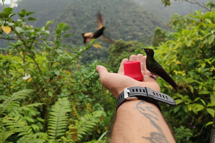 Mindo Cloud Forest Private Tour: Chocolate, Coffee, Birds, Nature