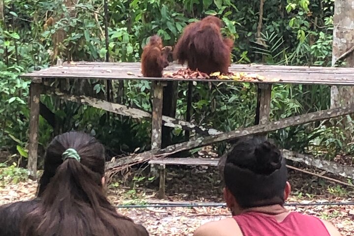 Orangutan Tanjung Puting Honeymoon CoupleTour