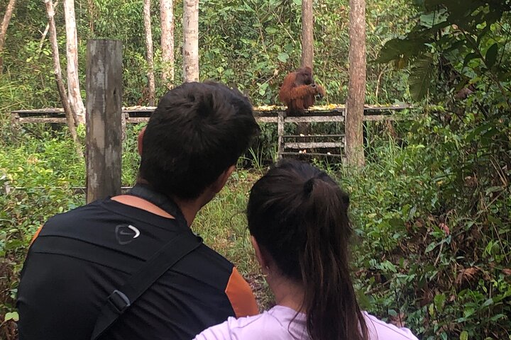 Orangutan Tanjung Puting Honeymoon CoupleTour