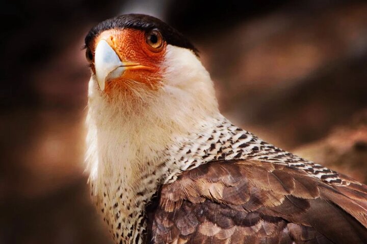 Private Bonaire North & South Tour