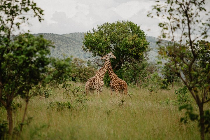 One Day Akagera National Park Big Five Safari