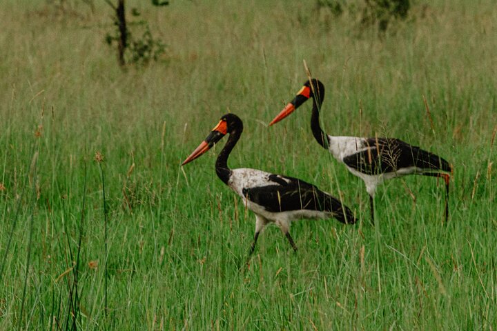 One Day Akagera National Park Big Five Safari