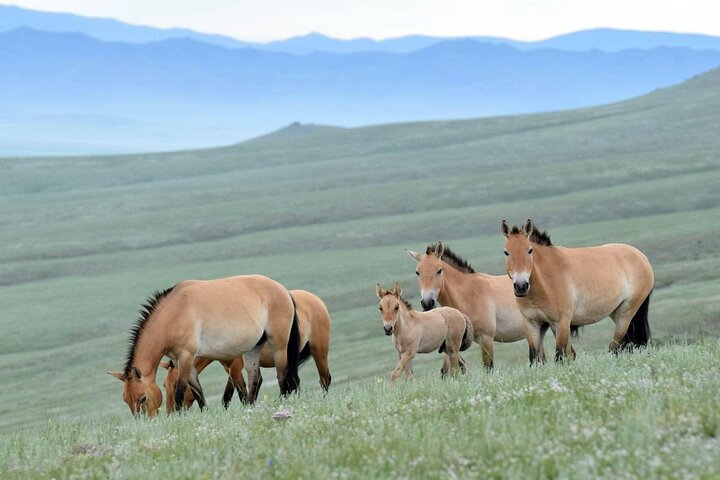 4 Days-The Best of Mongolia Collection tour