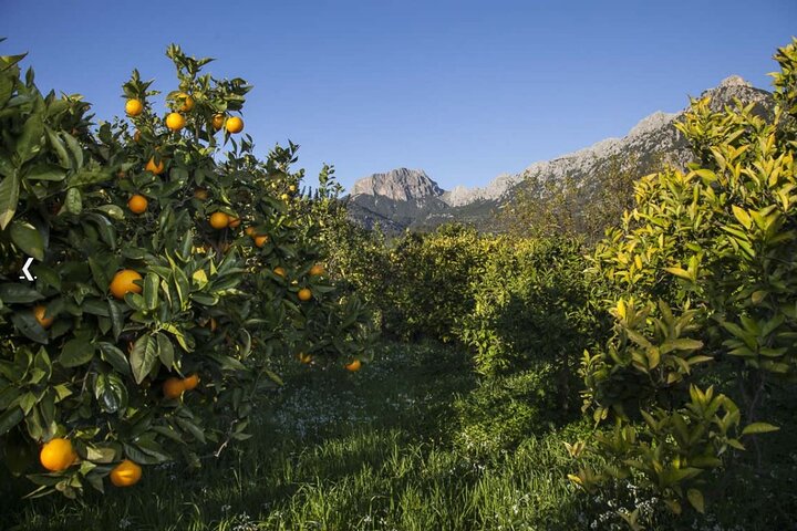 Mallorca's West Coast & Orange Valley Soller incl. pick-up North Coast