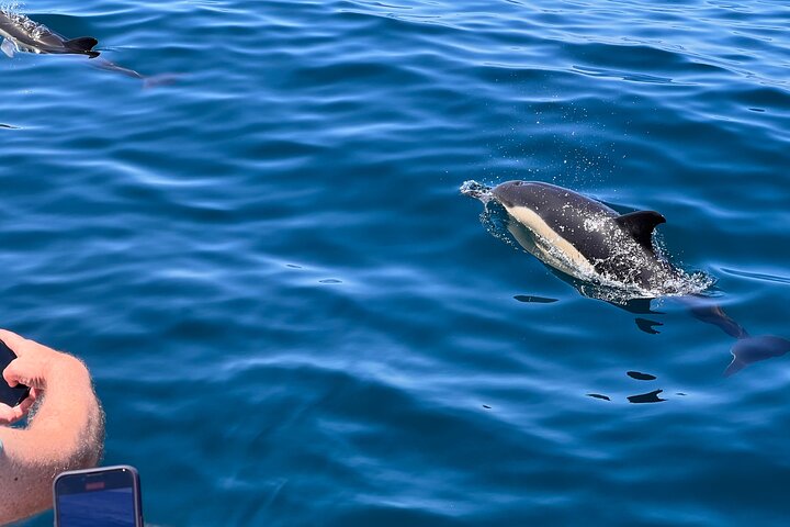 Dolphins & Benagil Caves 3h Small-group tour with Biologist