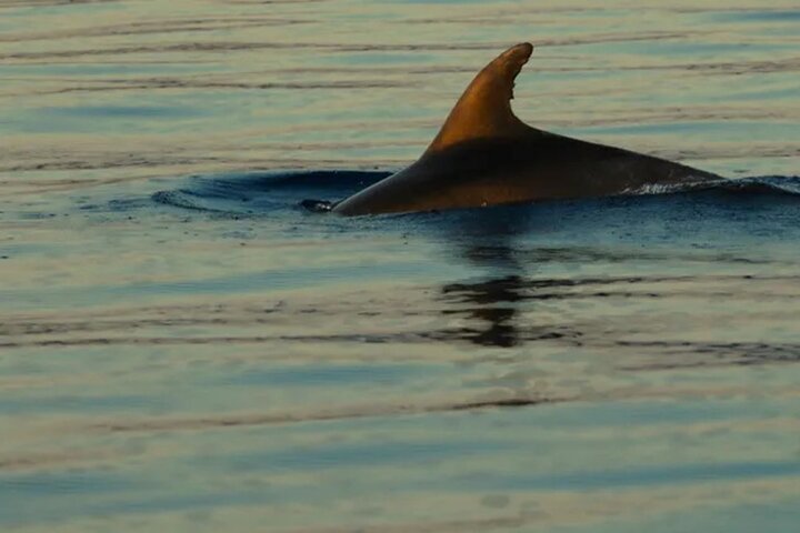 PUBLIC 3,5h Swimming and Snorkeling on the Wild Bays