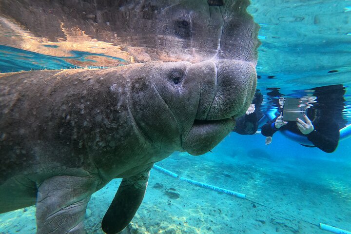 Guided Small Group Manatee Snorkeling Tour with In-Water Photographer