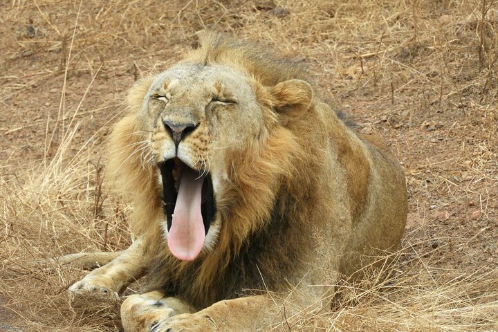 Private Adventure: Nairobi park, Elephants & Giraffe centre