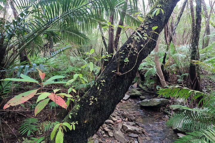 Okinawa Jungle Trails & Waterfalls – Private Yanbaru Tour