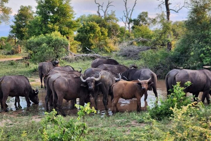 Sabi Sand Sunset Safari