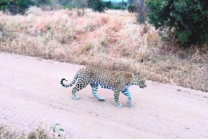 Sabi Sand Sunset Safari