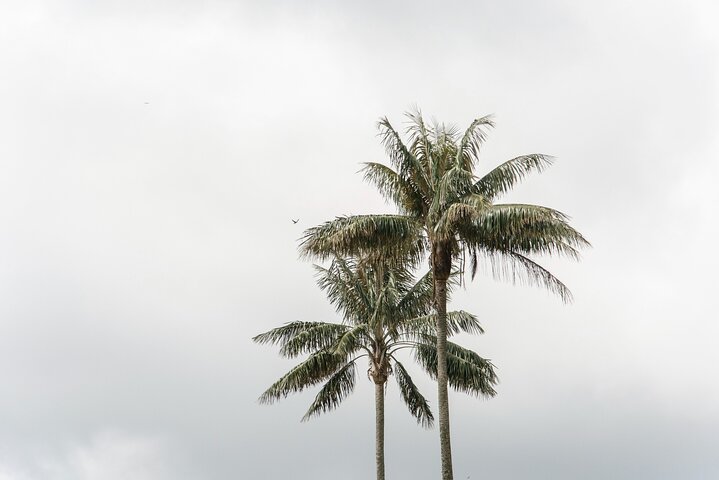 Filandia, Salento and Cocora Valley Tour