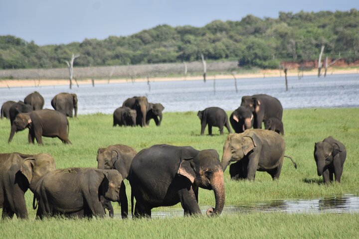 Private Elephant Safari at Minneriya National Park-All Inclusive
