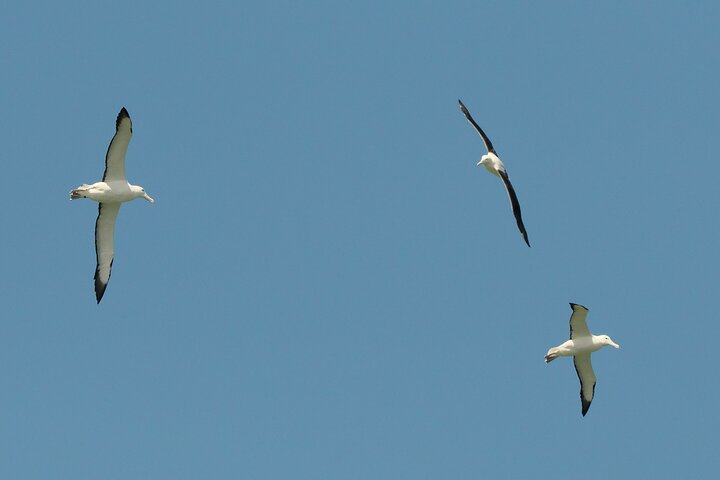 Albatross, seals, and sea birds-Wildlife Cruise